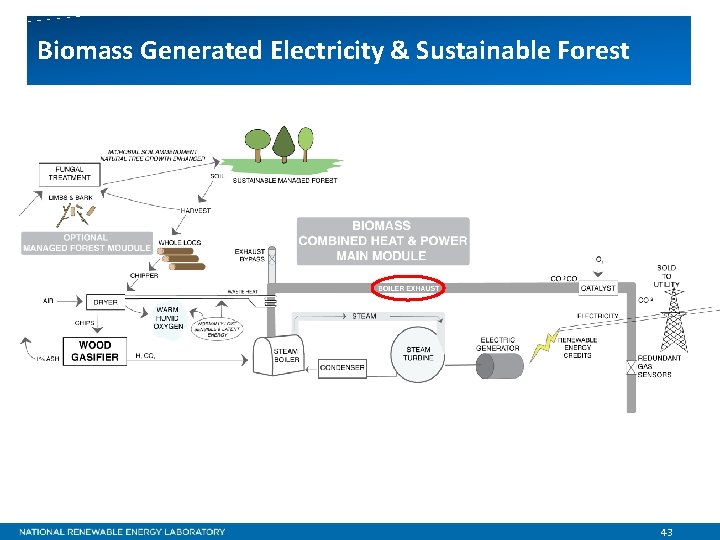 Biomass Generated Electricity & Sustainable Forest 43 