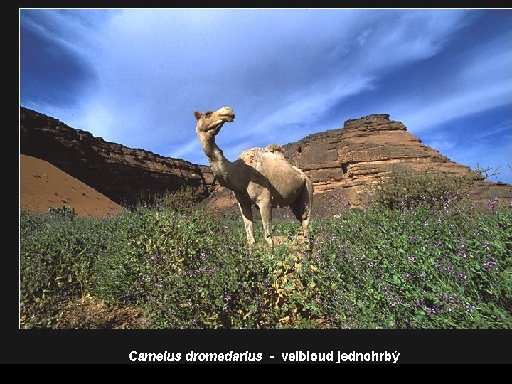 Camelus dromedarius - velbloud jednohrbý 