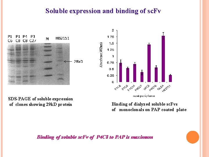 Soluble expression and binding of sc. Fv SDS-PAGE of soluble expression of clones showing