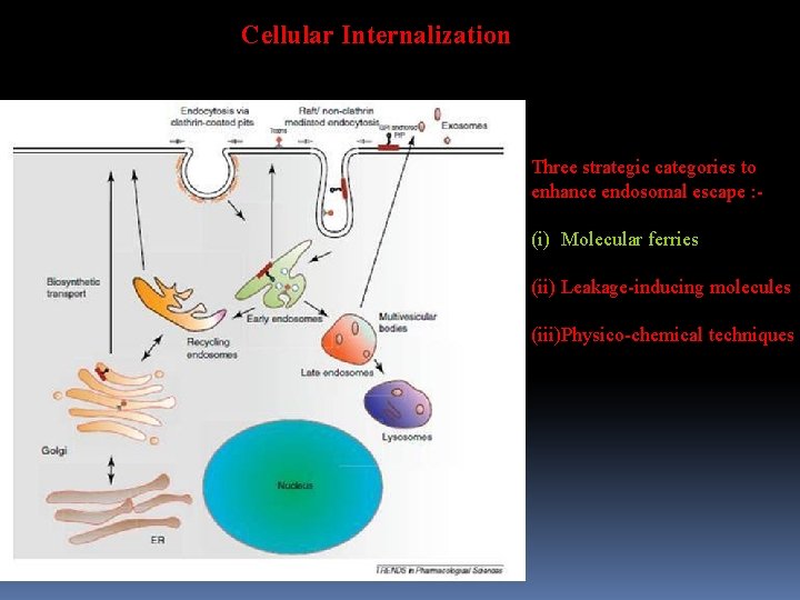 Cellular Internalization Three strategic categories to enhance endosomal escape : - (i) Molecular ferries