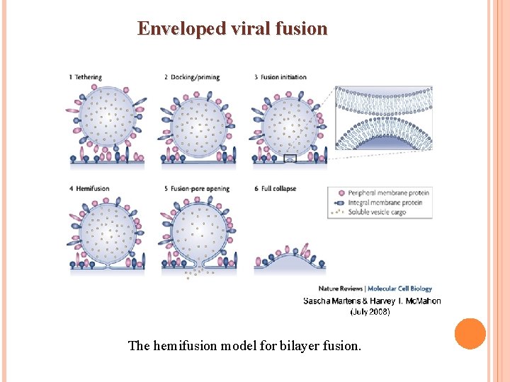 Enveloped viral fusion The hemifusion model for bilayer fusion. 