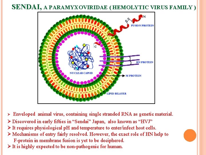 SENDAI, A PARAMYXOVIRIDAE ( HEMOLYTIC VIRUS FAMILY ) Enveloped animal virus, containing single stranded