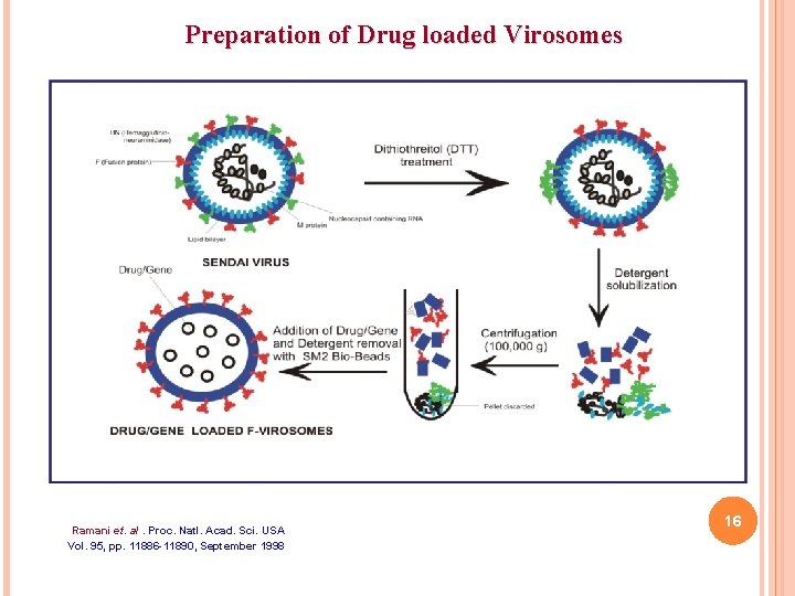 Preparation of Drug loaded Virosomes Ramani et. al. Proc. Natl. Acad. Sci. USA Vol.