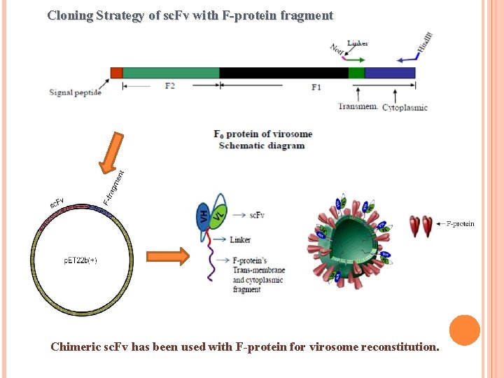 Cloning Strategy of sc. Fv with F-protein fragment Chimeric sc. Fv has been used