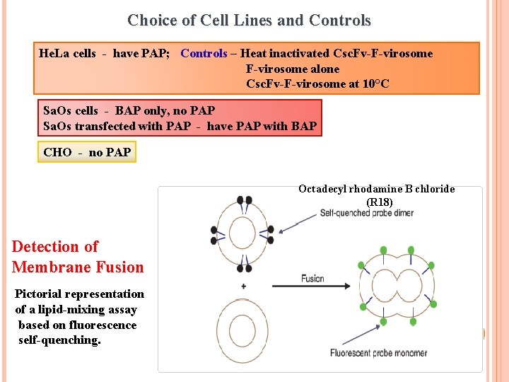 Choice of Cell Lines and Controls He. La cells - have PAP; Controls –