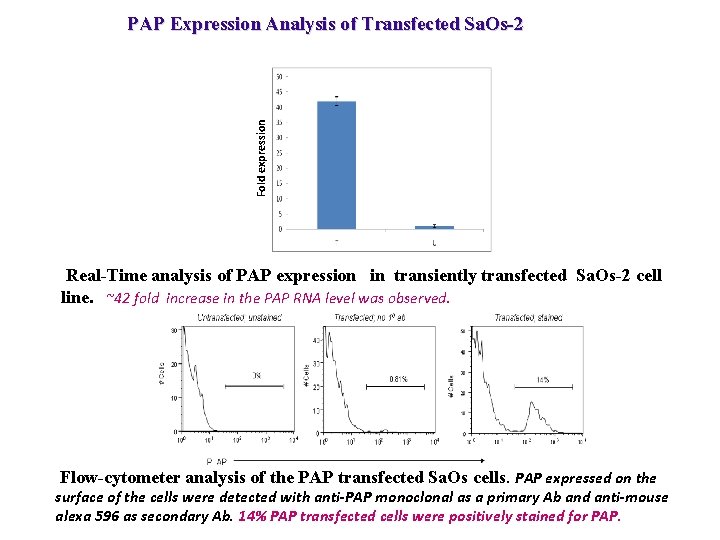 Fold expression PAP Expression Analysis of Transfected Sa. Os-2 Real-Time analysis of PAP expression