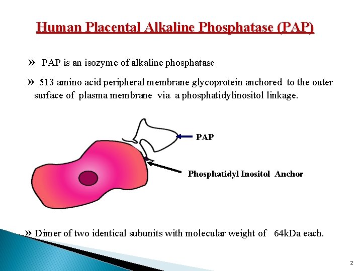 Human Placental Alkaline Phosphatase (PAP) » PAP is an isozyme of alkaline phosphatase »