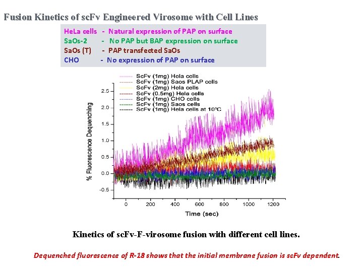 Fusion Kinetics of sc. Fv Engineered Virosome with Cell Lines He. La cells Sa.