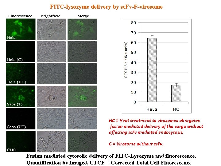 FITC-lysozyme delivery by sc. Fv-F-virosome HC = Heat treatment to virosomes abrogates fusion mediated