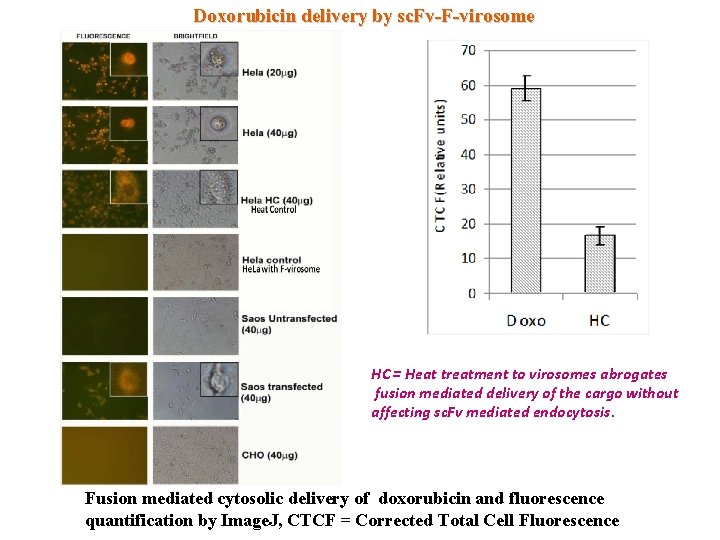 Doxorubicin delivery by sc. Fv-F-virosome HC = Heat treatment to virosomes abrogates fusion mediated