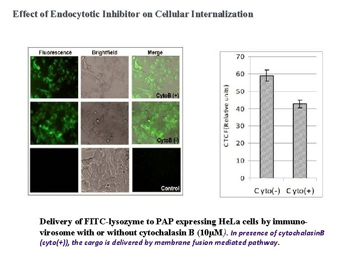 Effect of Endocytotic Inhibitor on Cellular Internalization Delivery of FITC-lysozyme to PAP expressing He.