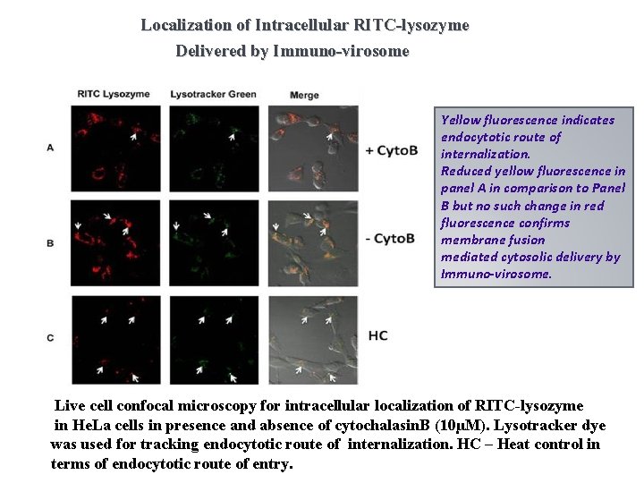 Localization of Intracellular RITC-lysozyme Delivered by Immuno-virosome Yellow fluorescence indicates endocytotic route of internalization.