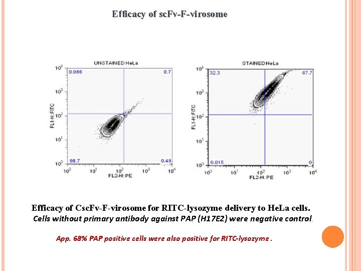 Efficacy of sc. Fv-F-virosome Efficacy of Csc. Fv-F-virosome for RITC-lysozyme delivery to He. La