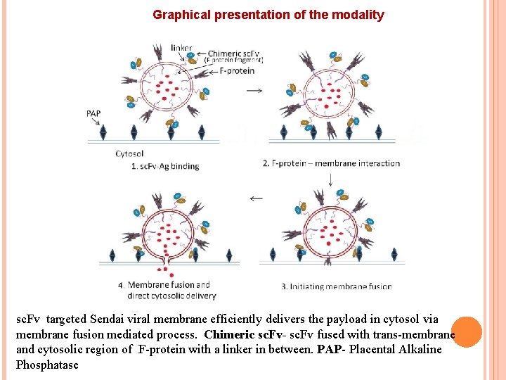 Graphical presentation of the modality sc. Fv targeted Sendai viral membrane efficiently delivers the