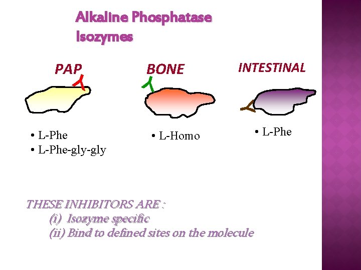 Alkaline Phosphatase Isozymes PAP • L-Phe-gly BONE INTESTINAL • L-Homo THESE INHIBITORS ARE :