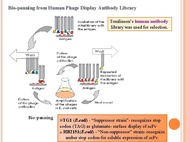 Bio-panning from Human Phage Display Antibody Library Tomlinson’s human antibody library was used for