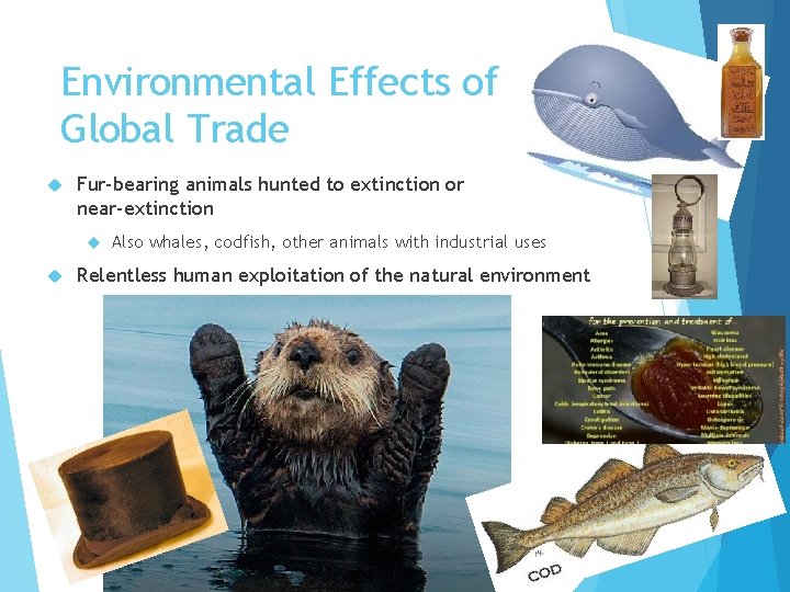 Environmental Effects of Global Trade Fur-bearing animals hunted to extinction or near-extinction Also whales,