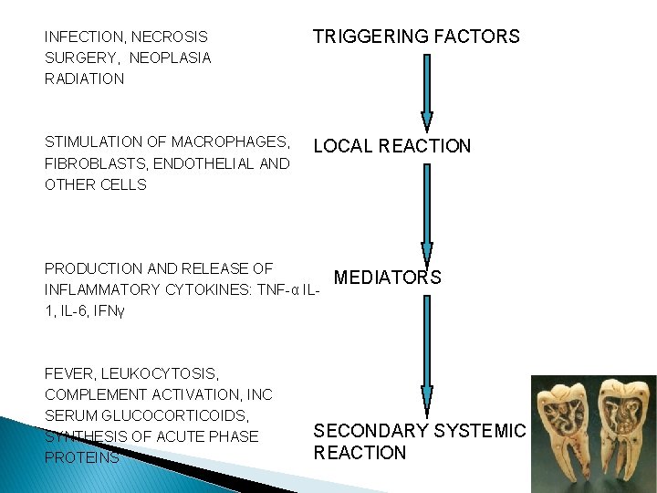 INFECTION, NECROSIS SURGERY, NEOPLASIA RADIATION TRIGGERING FACTORS STIMULATION OF MACROPHAGES, FIBROBLASTS, ENDOTHELIAL AND OTHER