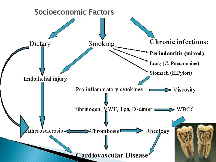 Socioeconomic Factors Dietary Chronic infections: Smoking Periodontitis (mixed) Lung (C. Pneumoniae) Stomach (H. Pylori)