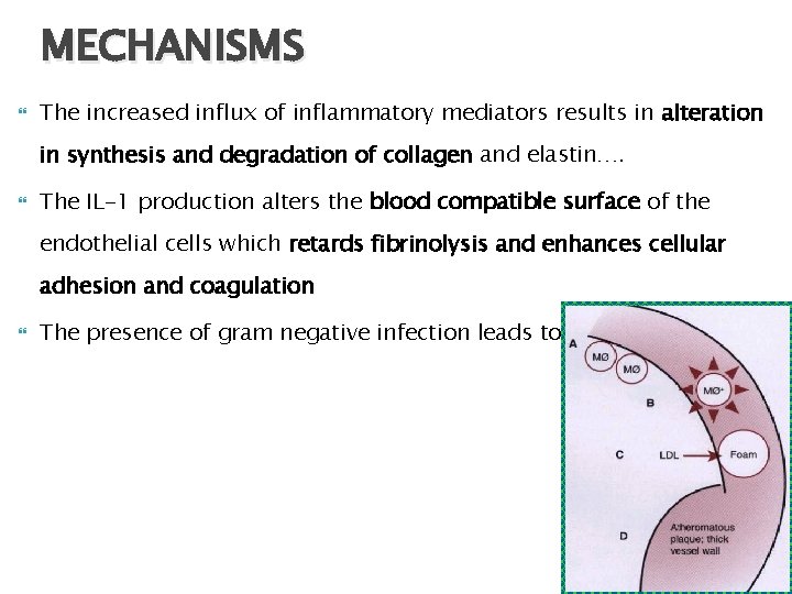 MECHANISMS The increased influx of inflammatory mediators results in alteration in synthesis and degradation