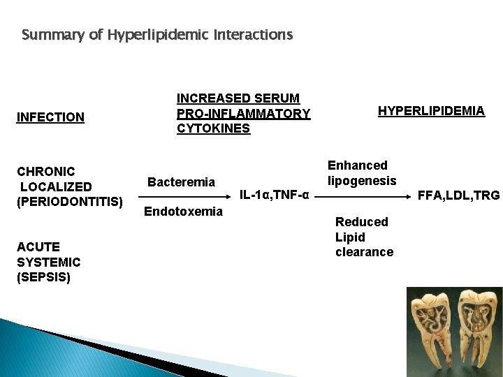 Summary of Hyperlipidemic Interactions INFECTION CHRONIC LOCALIZED (PERIODONTITIS) ACUTE SYSTEMIC (SEPSIS) INCREASED SERUM PRO-INFLAMMATORY