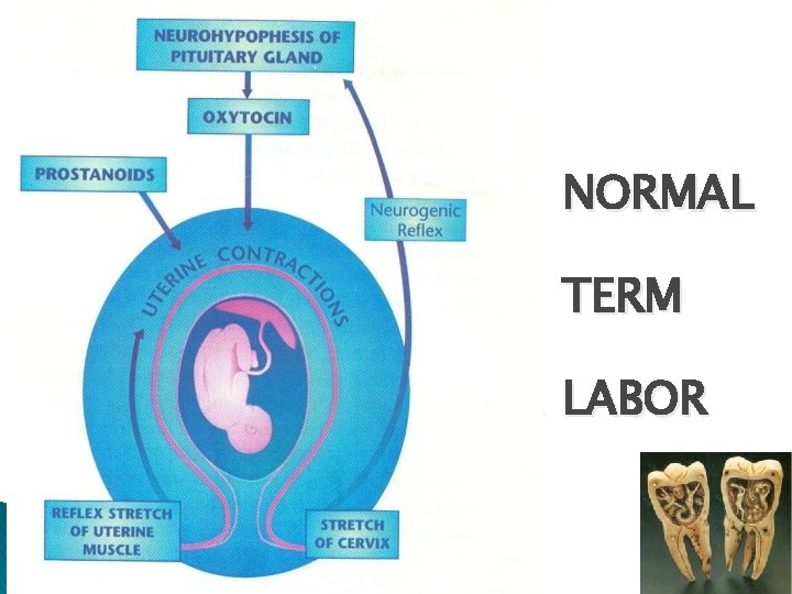 NORMAL TERM LABOR 