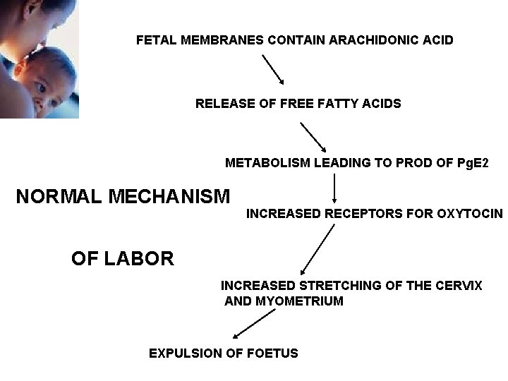 FETAL MEMBRANES CONTAIN ARACHIDONIC ACID RELEASE OF FREE FATTY ACIDS METABOLISM LEADING TO PROD