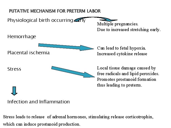 PUTATIVE MECHANISM FOR PRETERM LABOR Physiological birth occurring early Multiple pregnancies. Due to increased