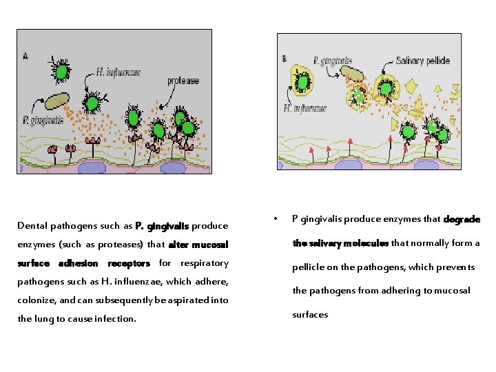 Dental pathogens such as P. gingivalis produce • P gingivalis produce enzymes that degrade