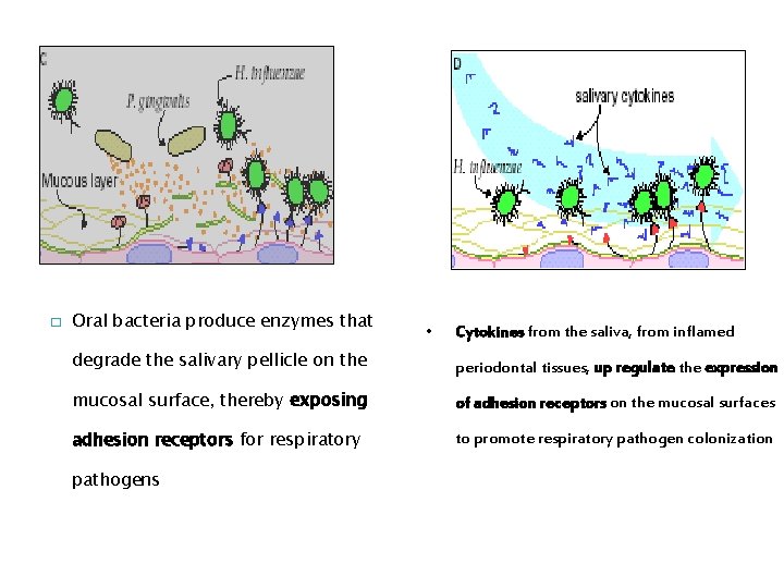 � Oral bacteria produce enzymes that • Cytokines from the saliva, from inflamed degrade