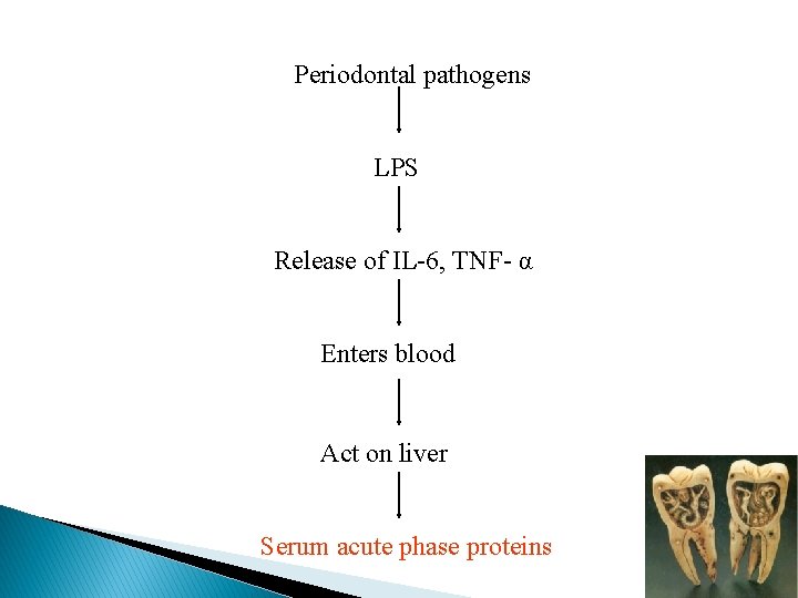 Periodontal pathogens LPS Release of IL-6, TNF- α Enters blood Act on liver Serum