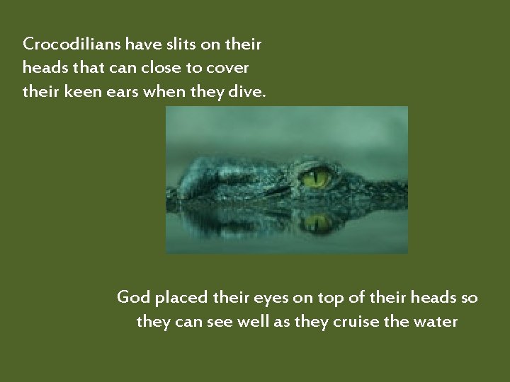 Crocodilians have slits on their heads that can close to cover their keen ears