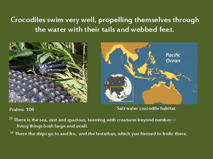 Crocodiles swim very well, propelling themselves through the water with their tails and webbed