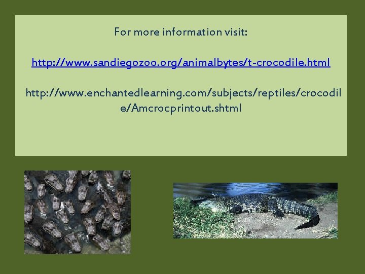 For more information visit: http: //www. sandiegozoo. org/animalbytes/t-crocodile. html http: //www. enchantedlearning. com/subjects/reptiles/crocodil e/Amcrocprintout.