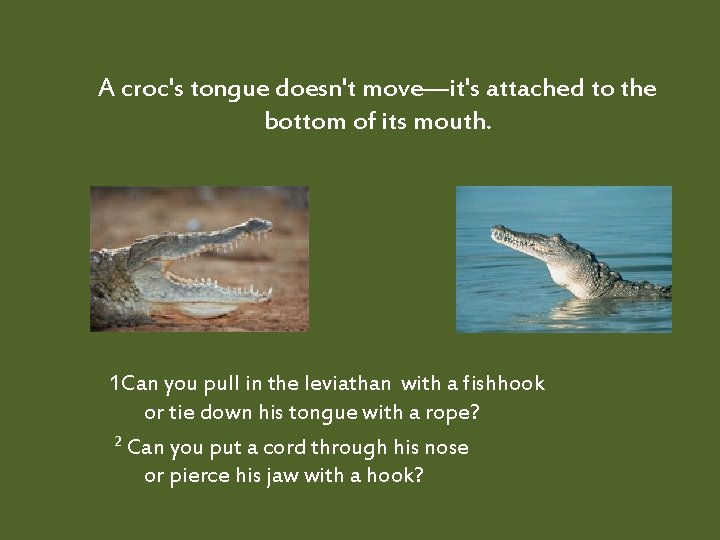 A croc's tongue doesn't move—it's attached to the bottom of its mouth. 1 Can