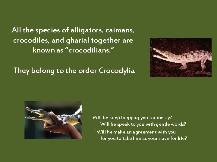 All the species of alligators, caimans, crocodiles, and gharial together are known as “crocodilians.