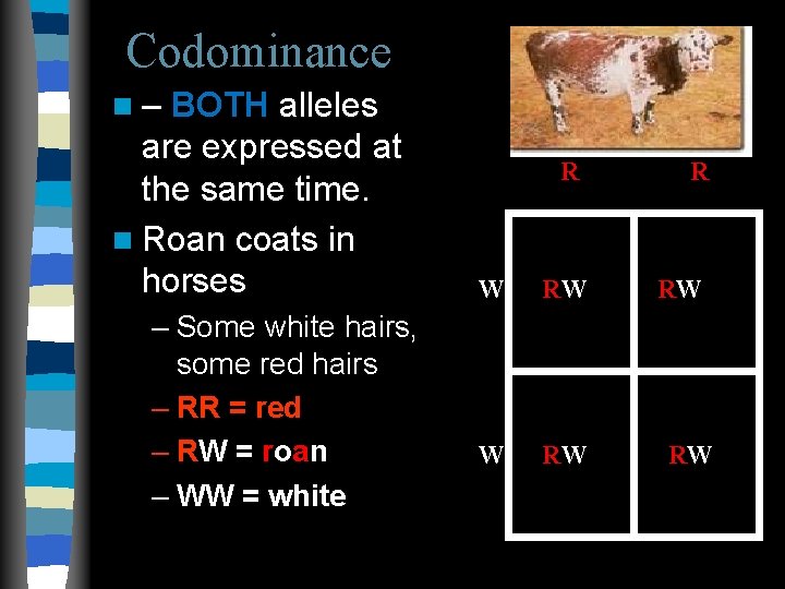 Codominance n– BOTH alleles are expressed at the same time. n Roan coats in Codominance n– BOTH alleles are expressed at the same time. n Roan coats in