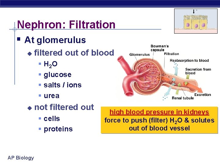 Nephron: Filtration § At glomerulus u filtered out of blood § § u H