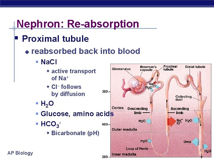 Nephron: Re-absorption § Proximal tubule u reabsorbed back into blood § Na. Cl w