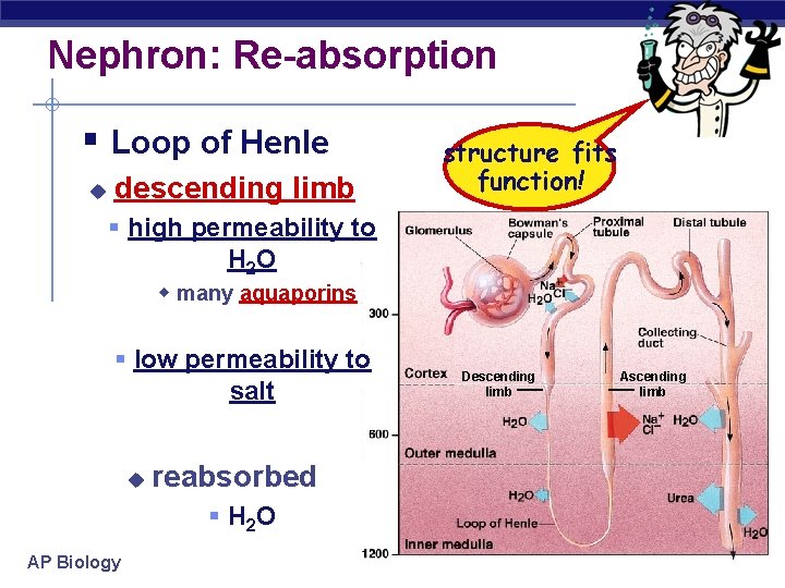 Nephron: Re-absorption § Loop of Henle u descending limb structure fits function! § high