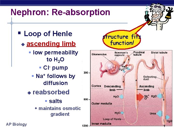 Nephron: Re-absorption § Loop of Henle u ascending limb § low permeability to H