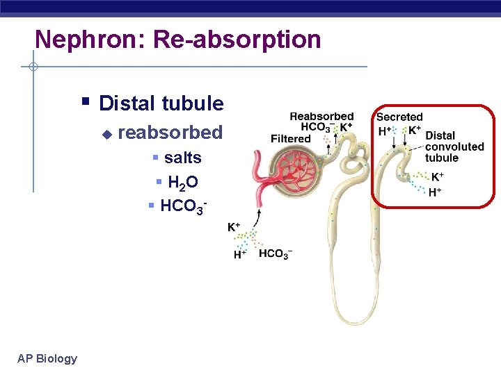 Nephron: Re-absorption § Distal tubule u reabsorbed § salts § H 2 O §