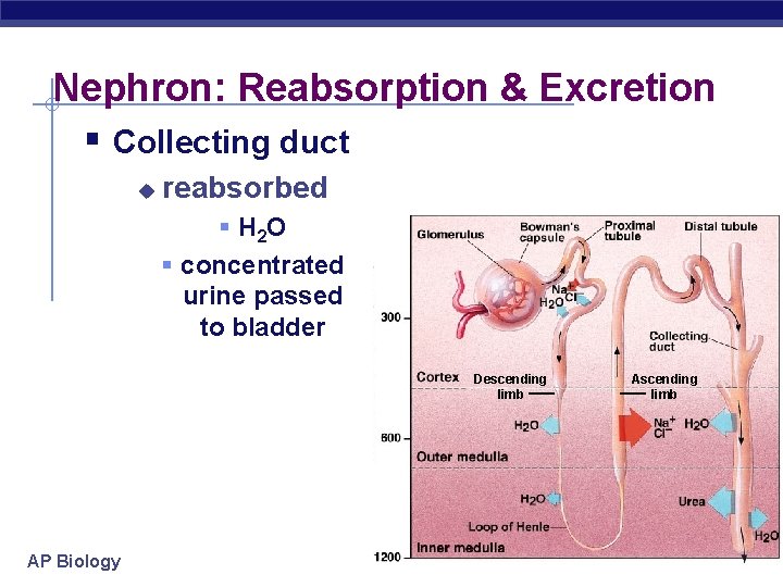 Nephron: Reabsorption & Excretion § Collecting duct u reabsorbed § H 2 O §
