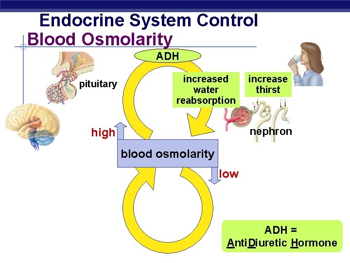 Endocrine System Control Blood Osmolarity ADH pituitary increased water reabsorption increase thirst nephron high
