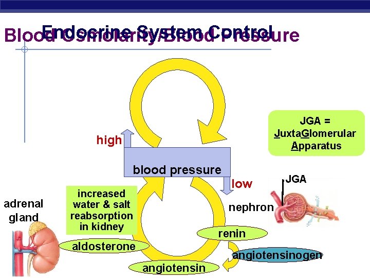 Endocrine System Control Blood Osmolarity/Blood Pressure JGA = Juxta. Glomerular Apparatus high blood pressure