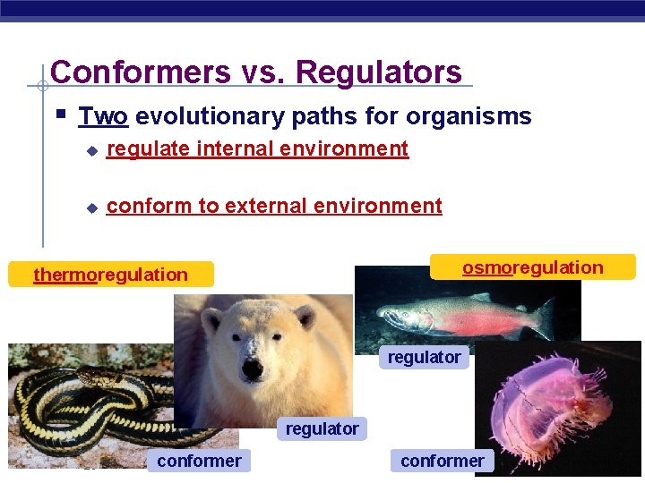 Conformers vs. Regulators § Two evolutionary paths for organisms u regulate internal environment u