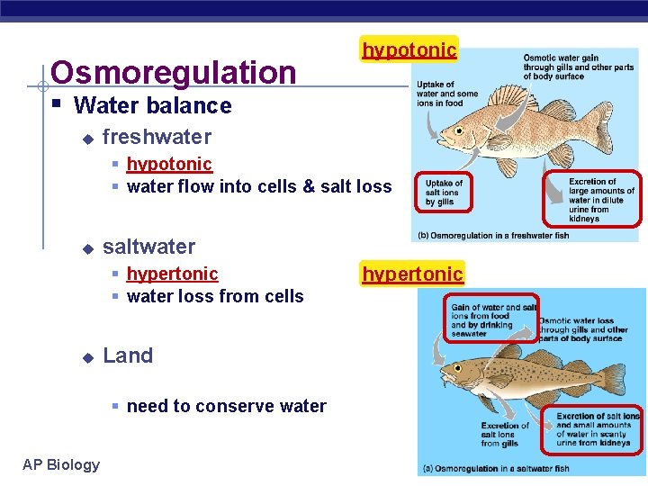 Osmoregulation hypotonic § Water balance u freshwater § hypotonic § water flow into cells