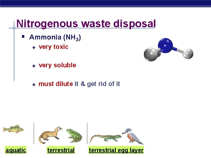 Nitrogenous waste disposal § Ammonia (NH 3) u very toxic u very soluble u