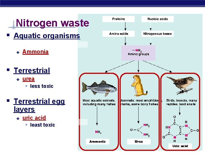Nitrogen waste § Aquatic organisms u Ammonia § Terrestrial u urea § less toxic