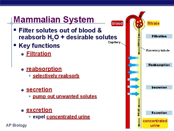 Mammalian System blood filtrate § Filter solutes out of blood & § reabsorb H